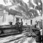 Выловленный тунец на фабрике в Tavira, Algarve, 1944-1946. Фото AML