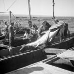 Ловля тунца в Tavira, Algarve, 1944-1946. Фото AML