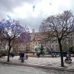 Цветение жакаранды на Rossio