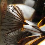 Рачок ловит проплывавший планктон. Фото Patrick Coin